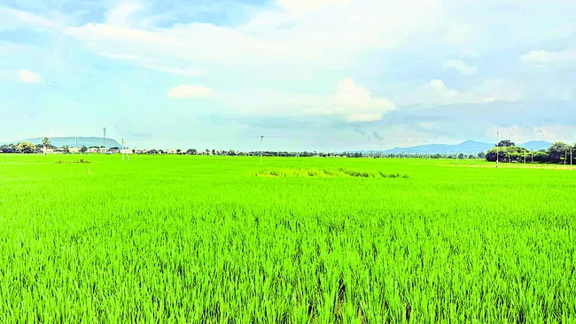 ఊరూరా వరి !