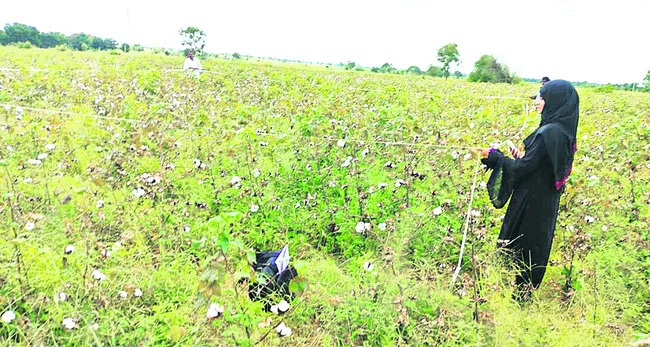 పంటల దిగుబడికి శాసీ్త్రయ సర్వే 