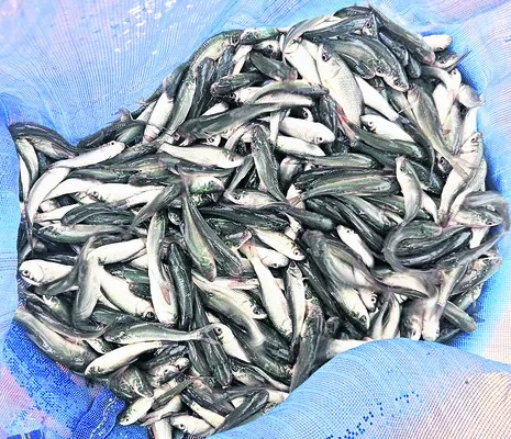 ఎట్టక