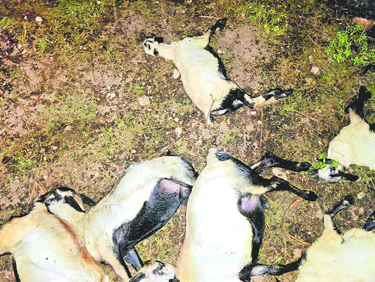 పిడుగుపాటుకు 8 గొర్రెలు మృతి