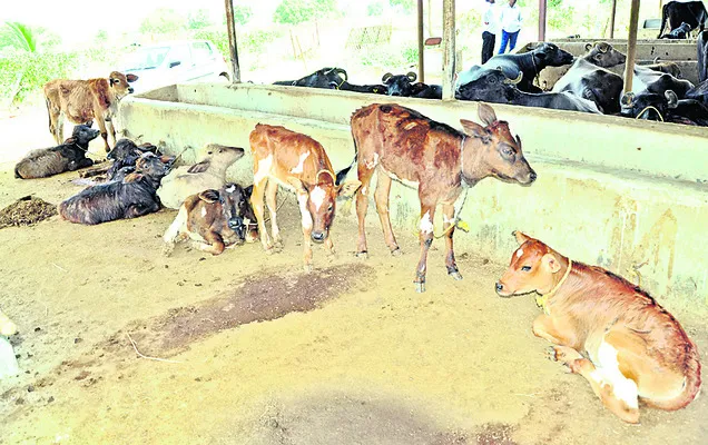 పెంపకమే ప్రాధాన్యం..