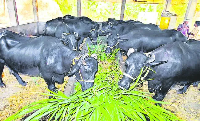 సంరక్