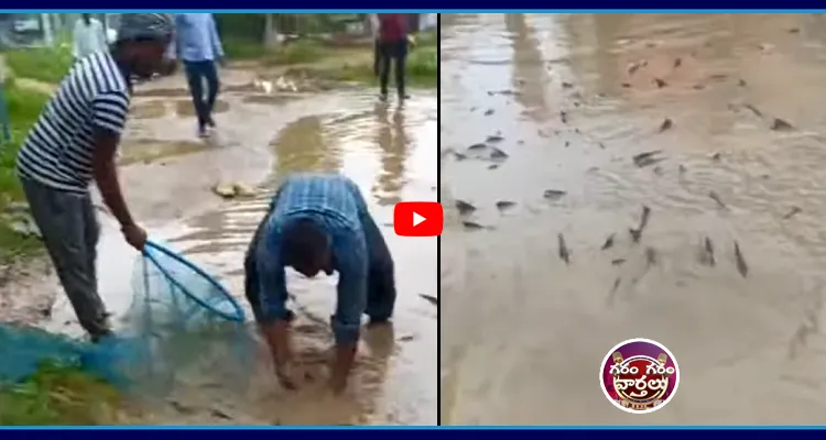 రోడ్డుపై చేపలు 