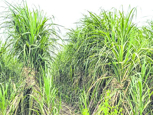 క్రషి