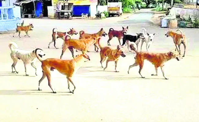 బాబోయ్‌ కుక్కలు