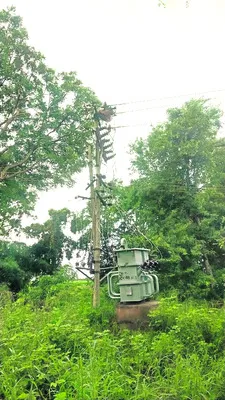 కరెంట్షాక్తో నెమలి మృతి