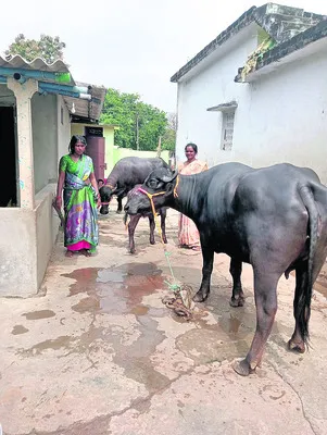 గేదెల పంపిణీ ప్రారంభం
