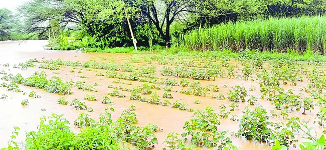 పంట నష్టం 5,548 ఎకరాలు