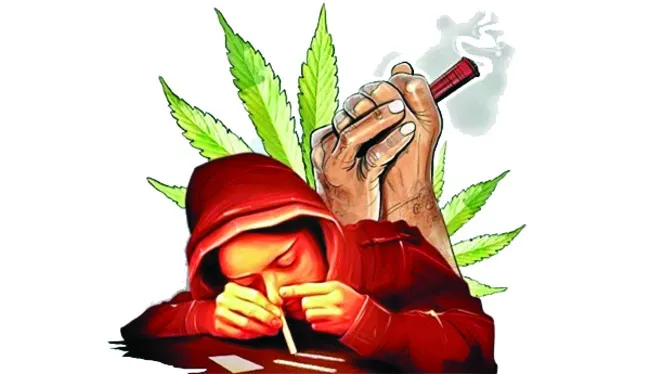 గంజాయి తెగులు..!