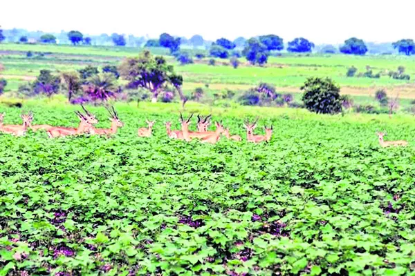 హే కృ