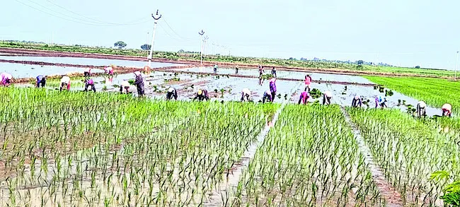 బెంగాలీ నాట్లు.. తప్పిన కూలీ పాట్లు!