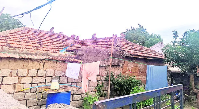 పల్లెల్లో వానరదండు
