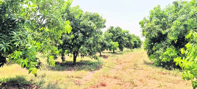 పండ్లతోటల సాగు.. భలే బాగు 