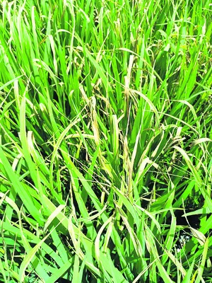 ఎండు ఆకు తెగులు.. నివారణ చర్యలు