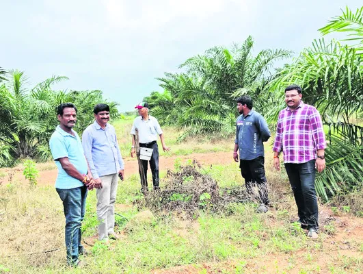 ఆయిల్పాం సాగుతో రైతులకు ప్రయోజనం