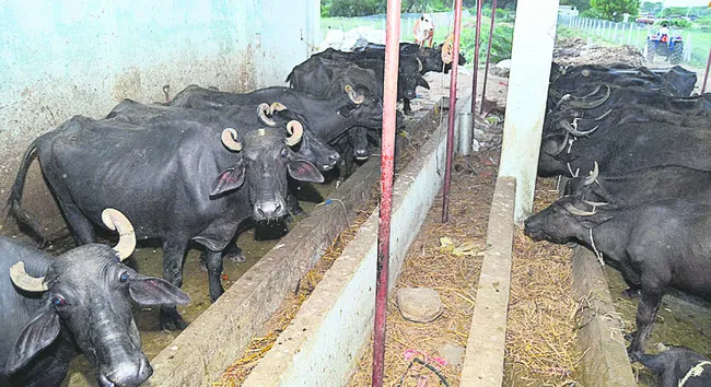 బ్యాం