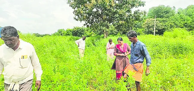 చిరుత కలకలం