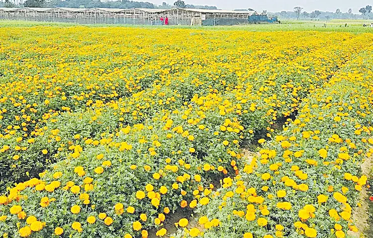 ముద్దబంతి తోటలో మూగ రోదన!