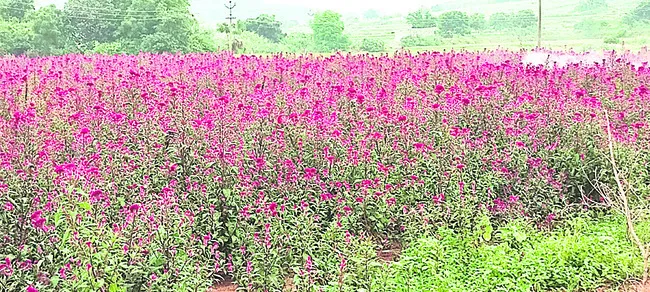 బతుకమ్మకు పట్టుకుచ్చుల అందం
