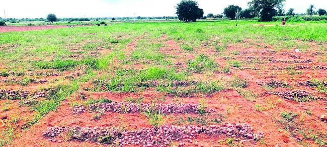 పొలం నిండా కన్నీళ్లే!