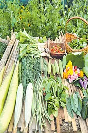 light weight terrace garden Gajawada swaroopa