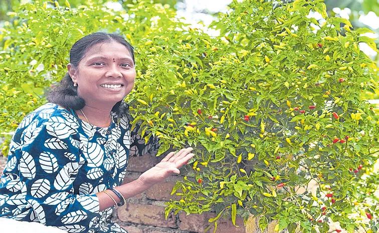 అపూర్వ  పంటలు