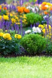 These Plants That Repel Bugs and Mosquitoes Naturally2