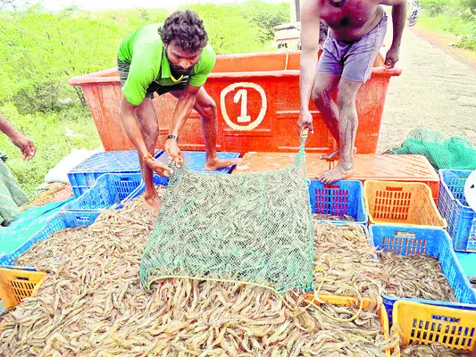 ఆక్వా రంగాన్ని ఆదుకోండి