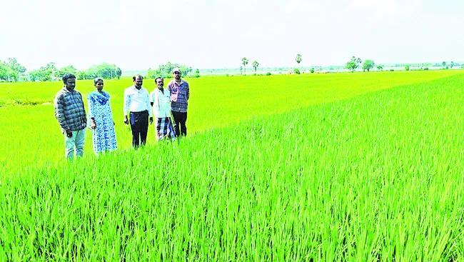 రైతులు నాణ్యమైన విత్తనాలు వాడాలి