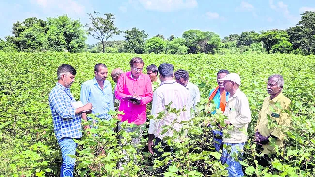 సమగ్ర సస్యరక్షణతో అధిక దిగుబడి