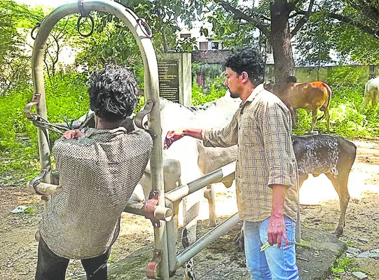పశువు
