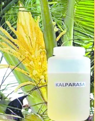 కాయకల్ప తరువు