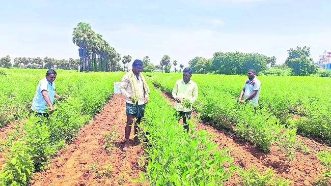 పంట తొలిదశలోనే తెగుళ్లను నివారిదా్దం
