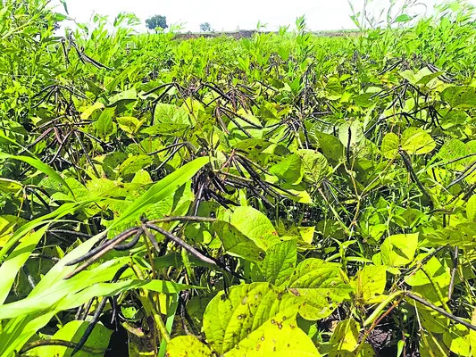 కలుపు కష్టాలు!