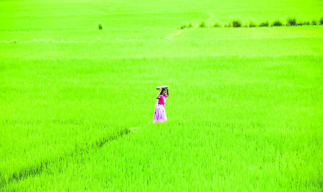 గిరిజనుల ఆశాజ్యోతి