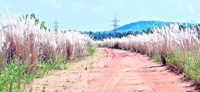 ‘సీతా