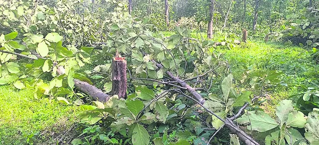 పోడు కోసం చెట్ల నరికివేత