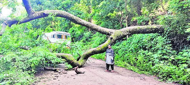 ధారాలమ్మ ఘాట్లోకూలిన భారీ వృక్షం