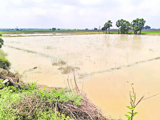 రెక్క