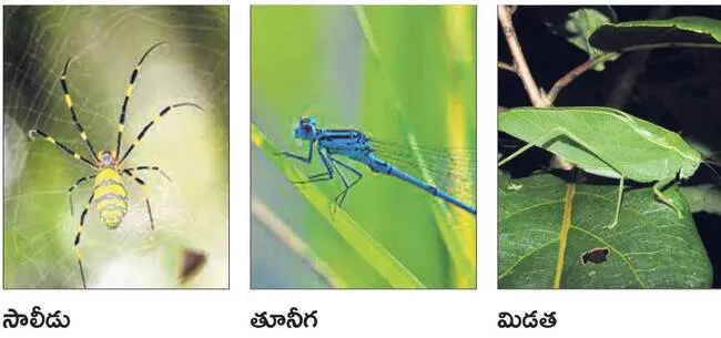 కీటకా