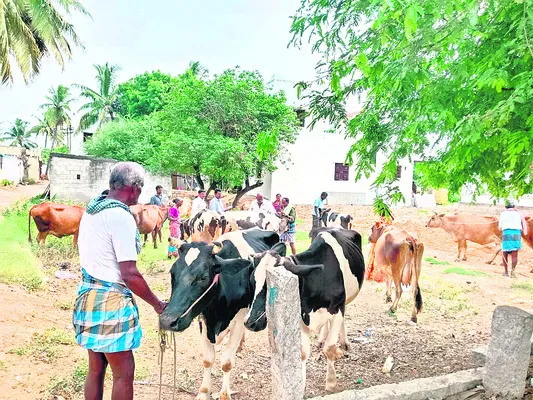 మూగ న
