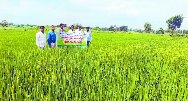 వరి విత్తనోత్పత్తితో ఆదాయం