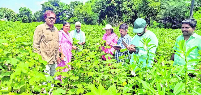 పంటలను పరిశీలించిన శాస్త్రవేత్తలు