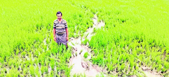 పంట పొలాలపై  ఏనుగుల దాడి 
