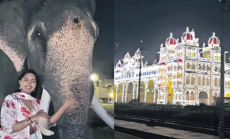 Woman Allowed To Make Reels With Mysuru Dasara Elephants In Midnight 
