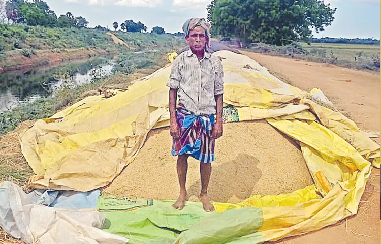 Kharif paddy harvesting begins in Nellore
