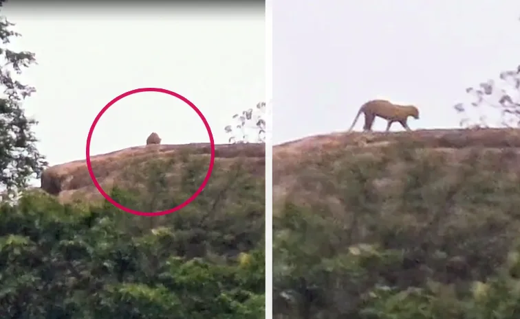 TG: Another leopard sighting At TD Gutta Mahabubnagar