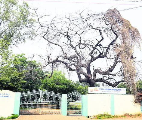 మాను