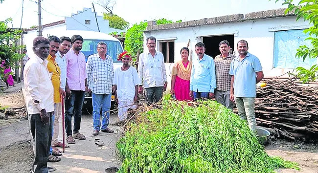గంజాయి మొక్కలు పట్టివేత
