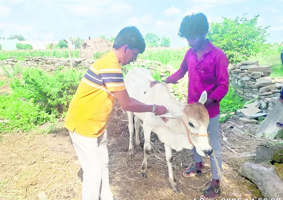‘లంపీ
